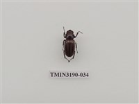 藏品(艷細身赤鍬形蟲)的圖片